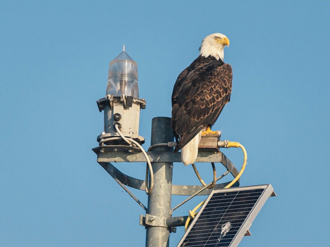 bald eagle sitting on breakwater ligt standard, thunder bay, lake superior