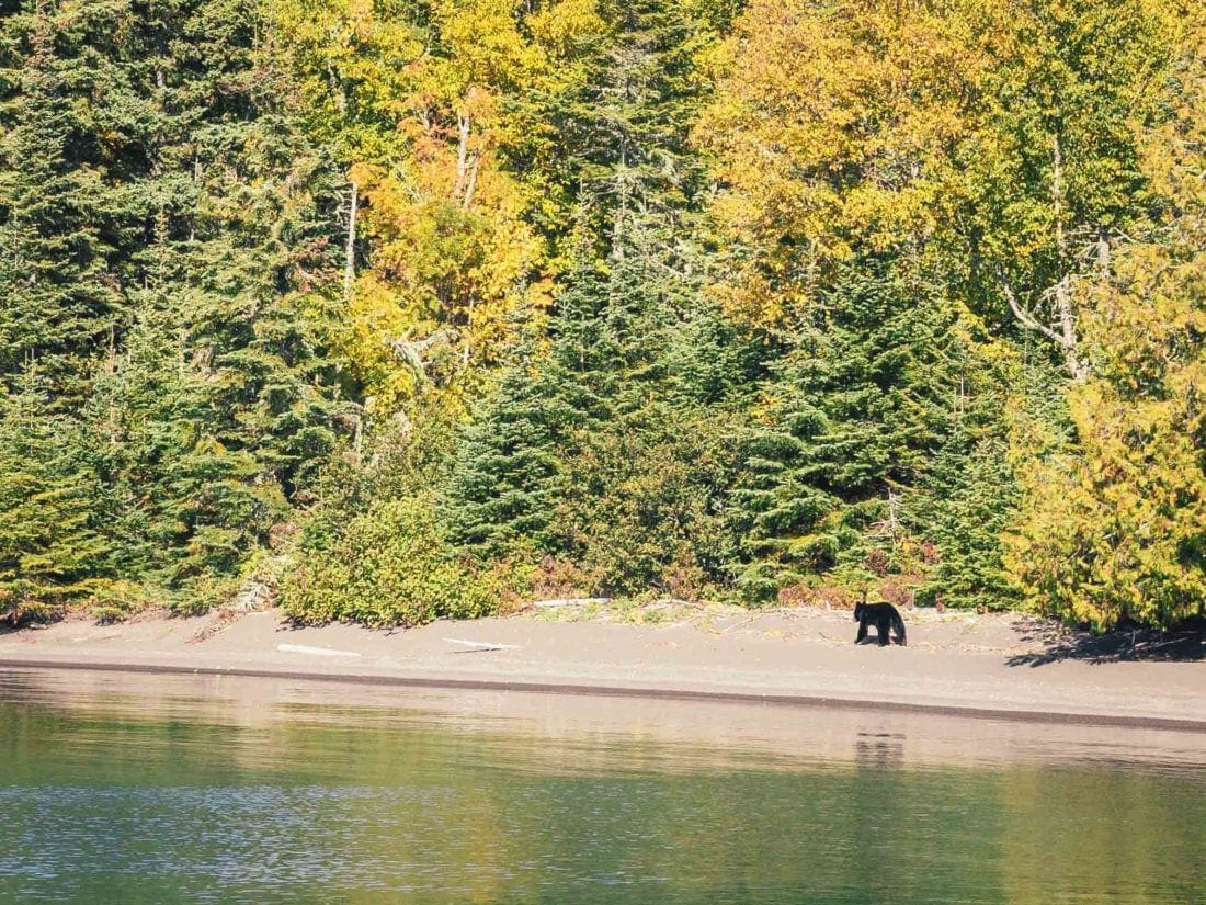 bear on the shore at Porphyry Island