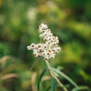 small white flowers