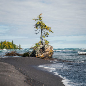 tree standing alone on rock