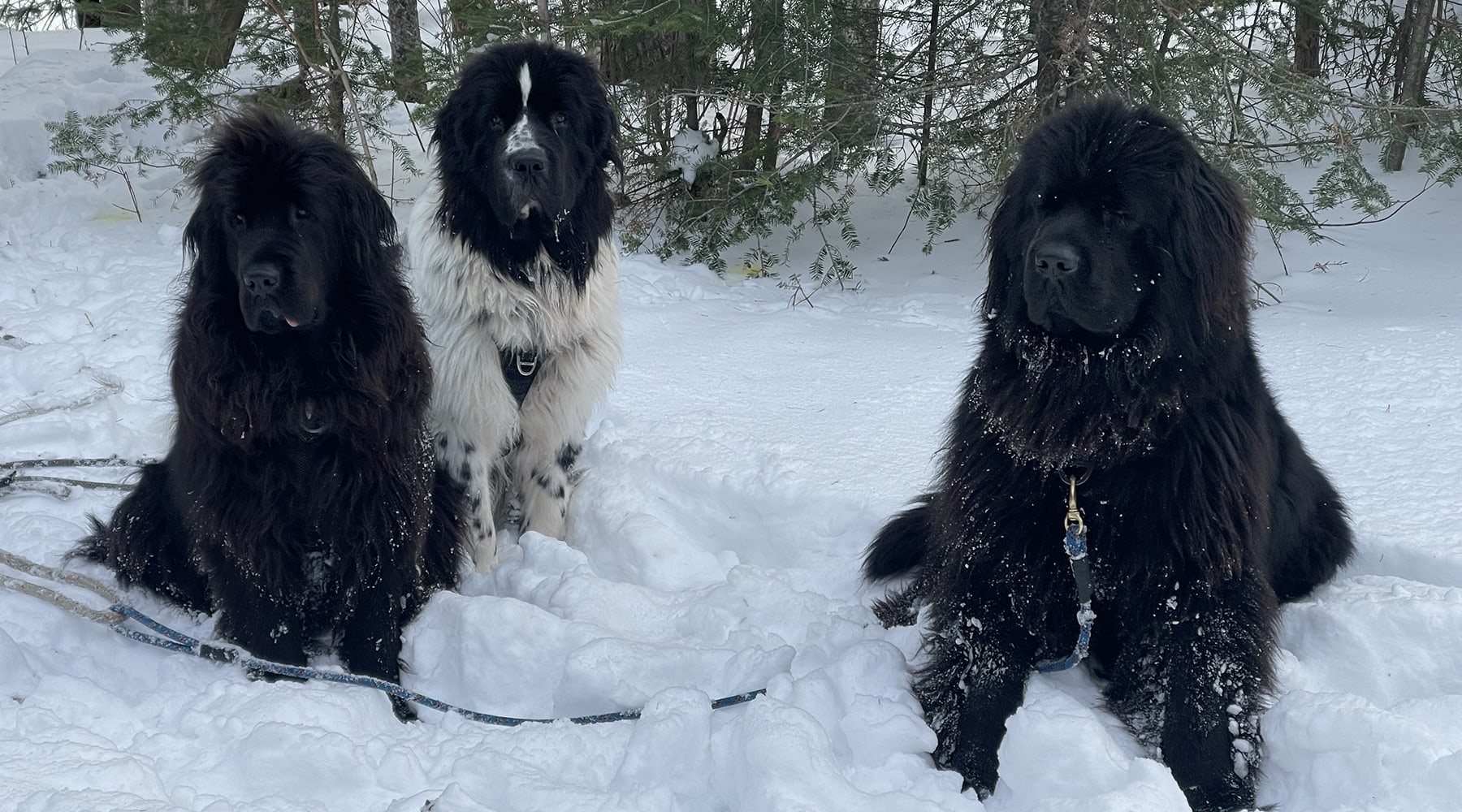 three newfoundlands
